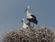 �A �V���o�V�R�E�@�e�q �@�h�i�E�f���^�@���[�}�j�A�@Delta Dunarii, Romania�@2008/06/10�@Photo by Kohyuh